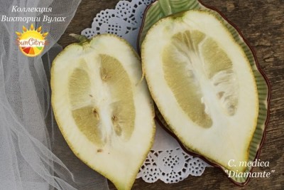 C. medica Diamante2 - 